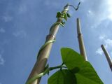 Jack's Magic Beanstalk