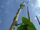 Jack's Magic Beanstalk