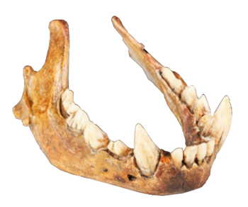 Prehistoric Hyena Jawbone