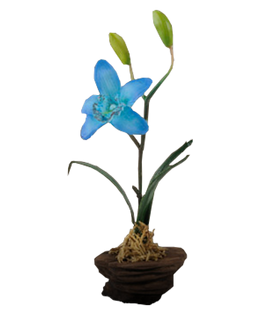 Chinese Orchid
