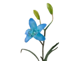 Chinese Orchid