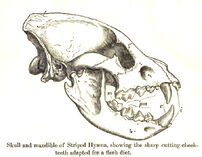 Hyena Skull