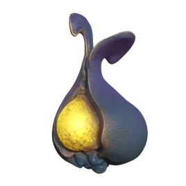 YaoShrub