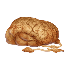 NorgBrain