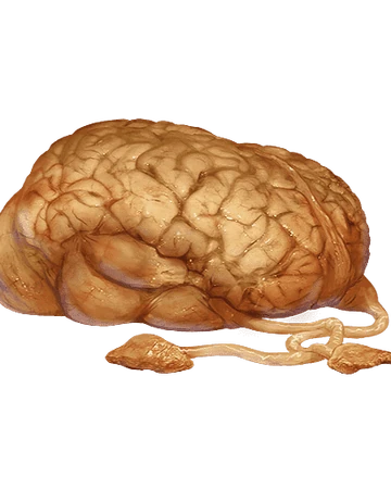 norg brain warframe wiki fandom