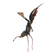 CommonAvichaea.png