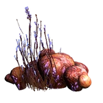Mytocardia Spore (42 KB) Mytocardia Sac (1-3x Mytocardia Spore)