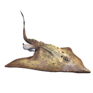 Desert Skate