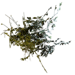 ZarimanGreenPlant