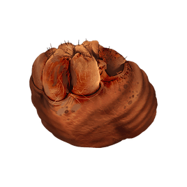 YogwunStomach