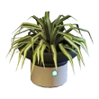 Zariman Spider Plant 35 Platinum 35
