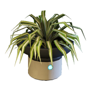 Zariman Spider Plant (x1) (Market)