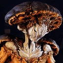 Глиф: Нокко (Тёмный)