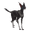 VascaKavat.png