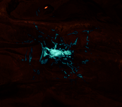 Necrathene | WARFRAME Wiki | Fandom