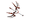 Cernos Rakta.png
