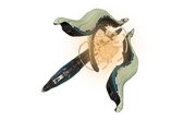 Кинетико-сифонная ловушка.png