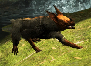 Feral Kubrow Up Close