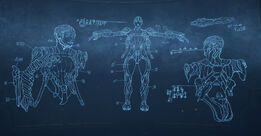 Aoi wall anatomy