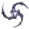 Cerata.png