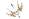 Cernos mutalítica.png