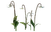 MondlichtDrachenlilie