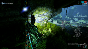 Warframe Moonlight Dragonlily