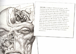 Detailed look at unknown Ethereal "Diamond Organ", see text below.