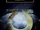 Rules of Engagement (Anthology Short Story)