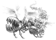 A swarm of Buzzer Squigs