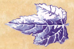 Silver Leaf