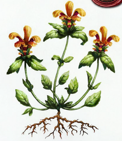 Alfunas