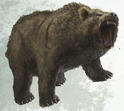 Bear