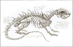 Sketch of a skeleton of another Giant Rat encountered in the cellars of 