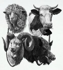 Livestock