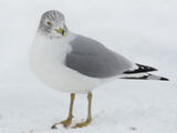 Snowgull