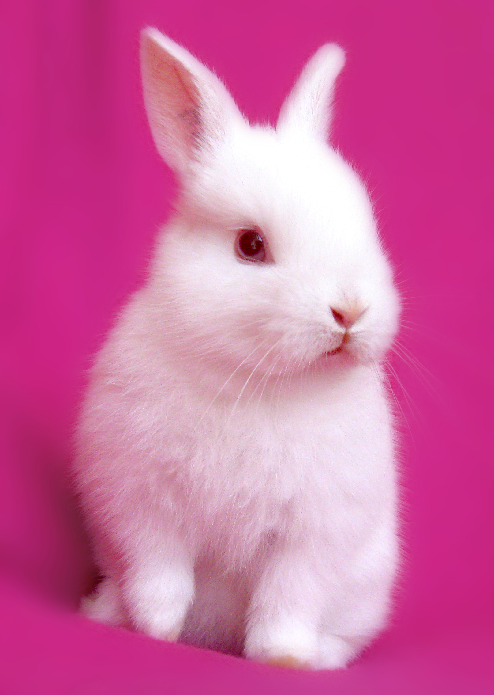 pink bunny rabbit