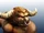 Minotaurs
