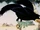 The Crow