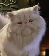 Mr-tinkles-cats-and-dogs-15.5.jpg (17 KB)