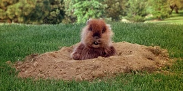 The Gopher | Warner Bros. Entertainment Wiki | Fandom