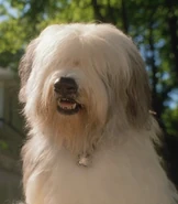 Sam-Cats and Dogs.jpg (18 KB) Sam (Cats & Dogs)