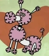 Swanky the Poodle