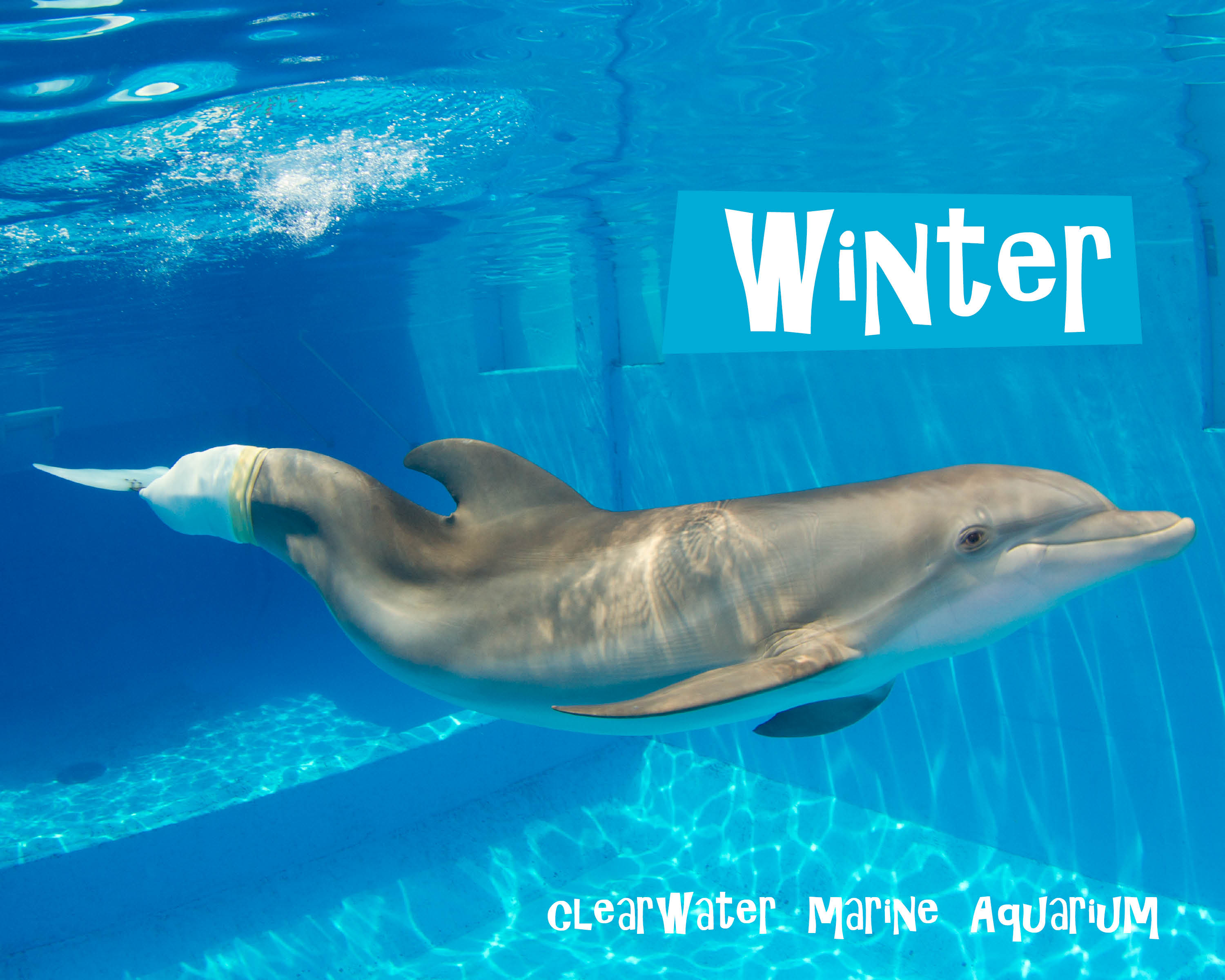 Winter (dolphin), Warner Bros. Entertainment Wiki