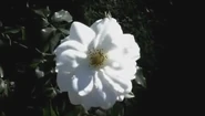 A very beautiful white flower