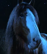 Clydesdale.jpg (12 KB) Clydesdale (Racing Stripes)