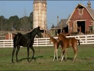 Sir Trenton confronts Trenton's Pride and Ruffshood for racing with Stripes