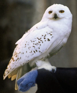 Hedwig Snowy Owl