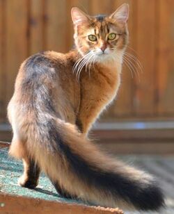 cat that looks like a fox