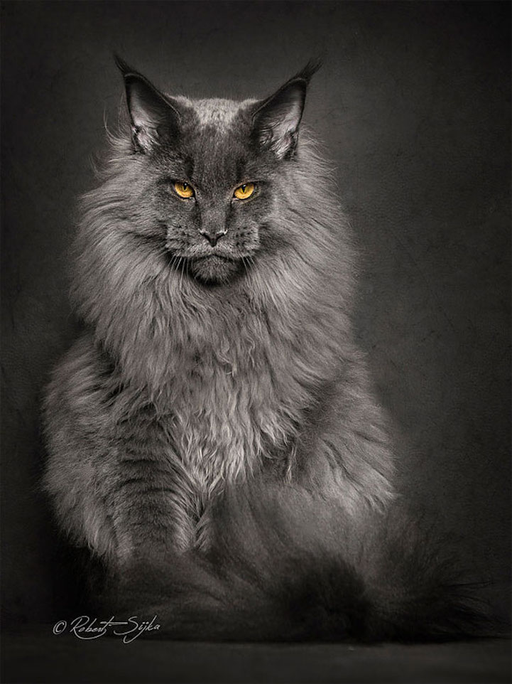 Pin on Maine ❤ Coon ❤